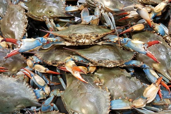 crab-blue-live-shellfish