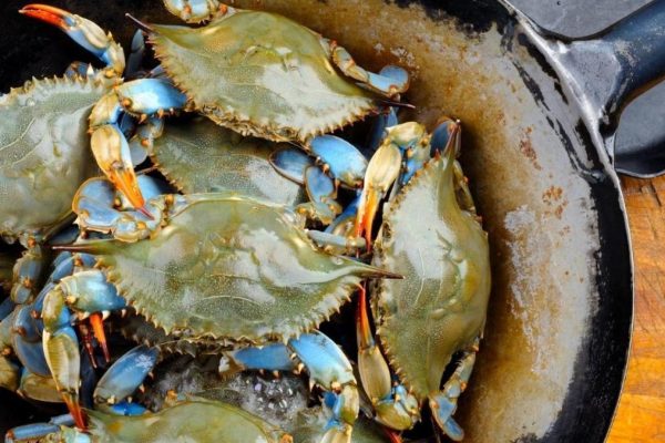 19-facts-about-blue-crab-1689503173