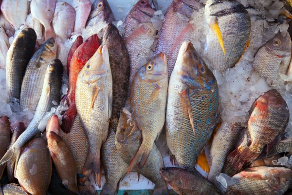 Raw fish on market counter