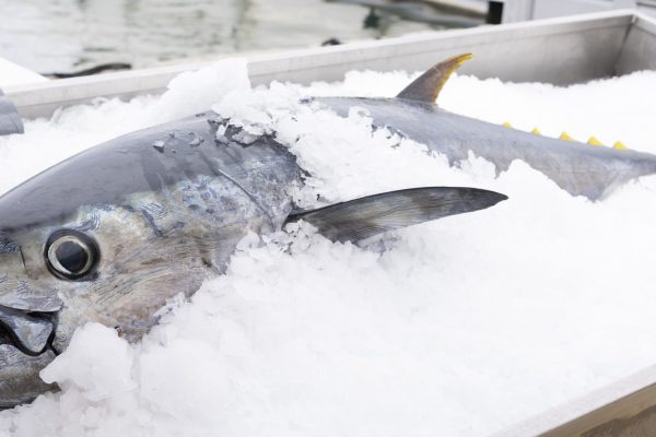 tuna in ice on market